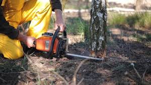 Best Commercial Tree Services  in Laporte, CO