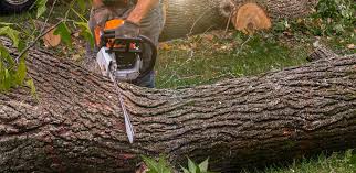 Best Palm Tree Trimming  in Laporte, CO